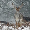Snowy Fallow Deer Portrait